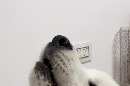 一岁大的萨摩耶晚上会狼叫吗