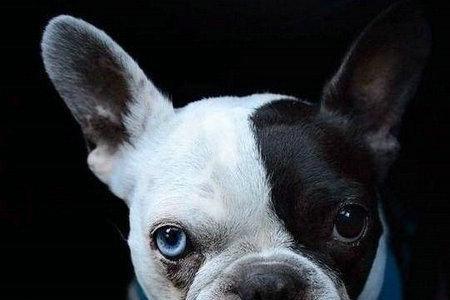 济南能养斗牛犬吗