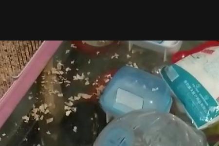 仓鼠老是冻得半死怎么办
