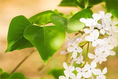 丁香花的歌词是什么意思