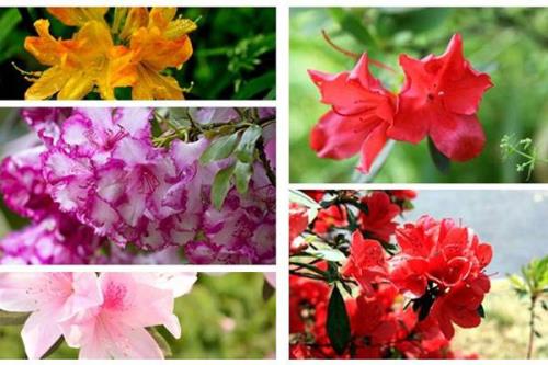 玫瑰杜鹃花还有什么花