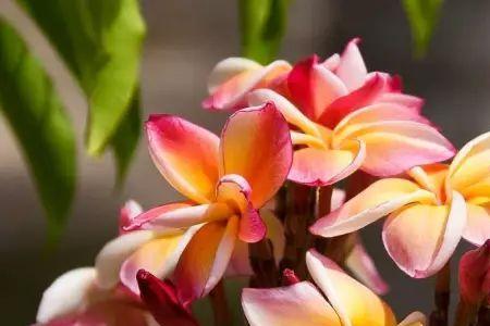 竹桃花的养殖方法