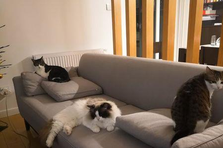 借钱买猫可以吗