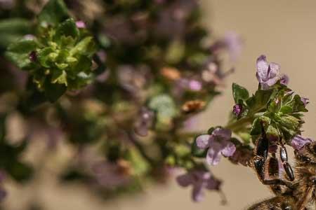 度夏的蜜蜂每天什么时候出勤