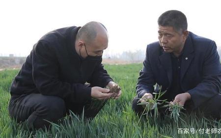 丰德康存麦有几个品种