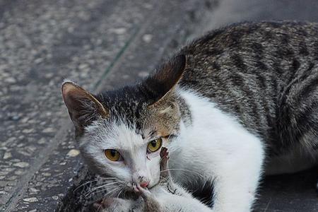 猫坏了连不上网如何维修