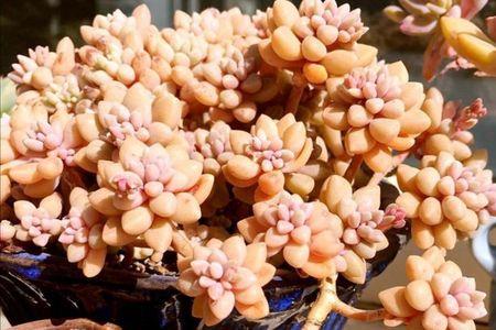 多肉红豆沙又叫什么