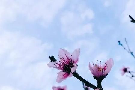 飞花是什么意思