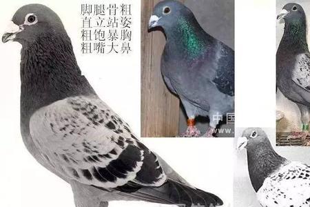 信鸽脖子翻毛是啥品种