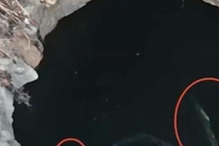 青蛙在水里会淹死吗