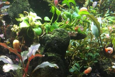 黄金胡子可以群养繁殖吗