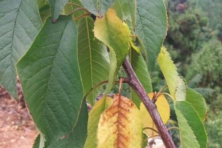 樱桃10月份落叶好不好