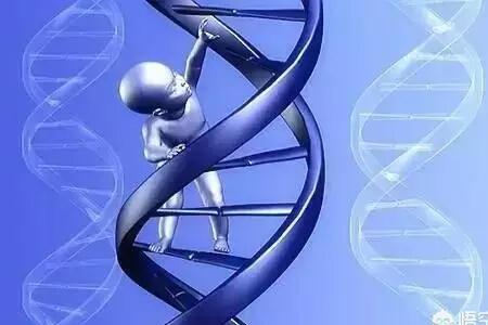 为什么三倍体不可育而三体可育