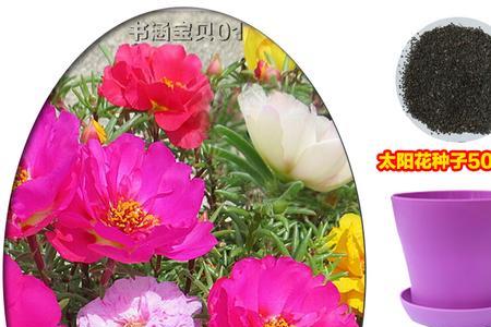 太阳花种子种植方法和注意事项