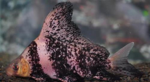 胭脂鱼味道好吗