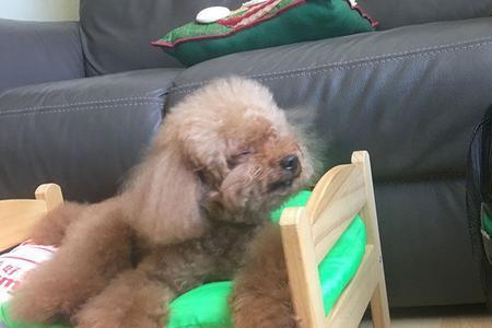 吹狗是什么意思呢