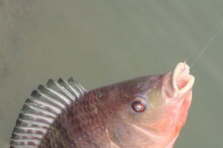 子母钩能钓罗非吗