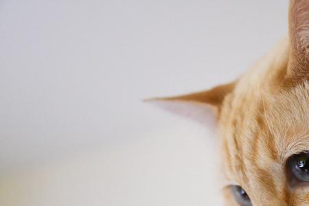 红尾猫长大需要多久