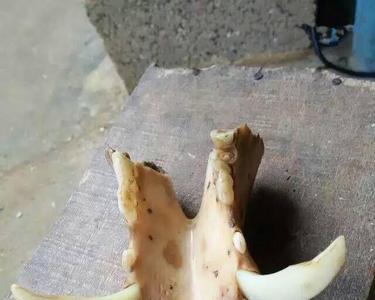 动物大联盟钉耙属性
