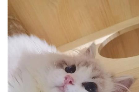 布偶喝水弄湿围脖怎么办