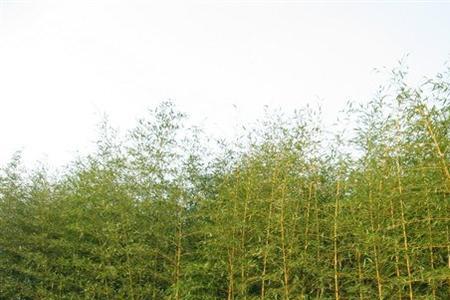 竹子种植搭配什么地被