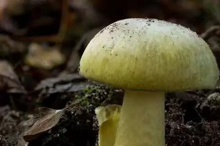 乱斗花园毒蘑菇果壳能免疫吗