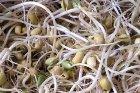 为什么发的豆芽没有市场上买了