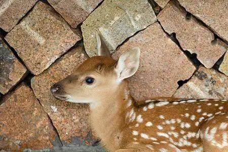 暗鹿为什么叫龙哥