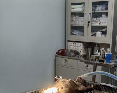 法斗可以剖腹几次