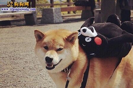 如何训练柴犬看门
