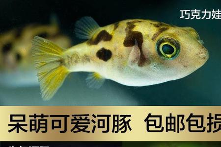 宠物河豚怎么养