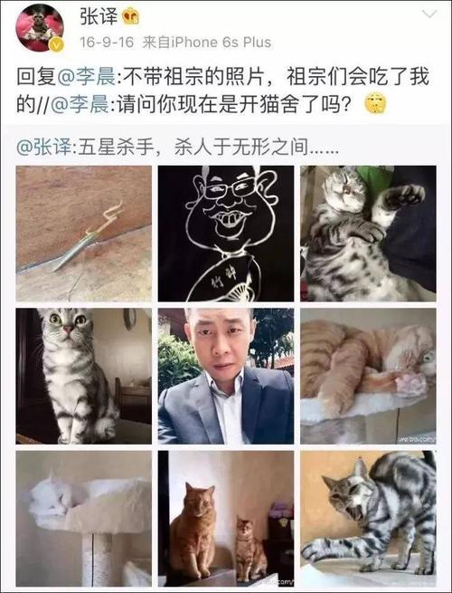 张译的猫叫什么