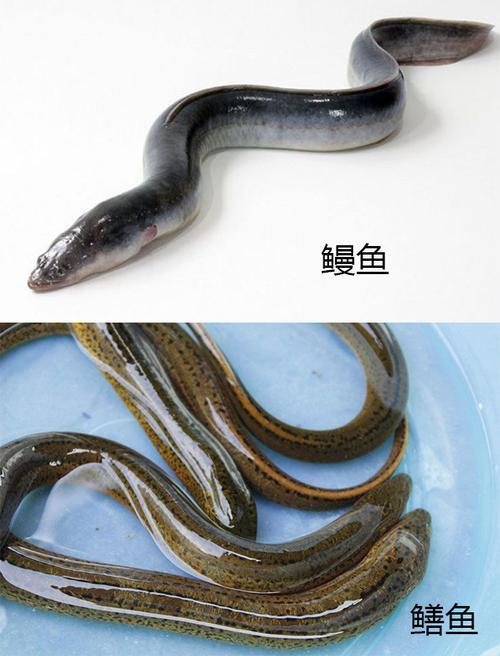 鳝鱼属于鱼类吗
