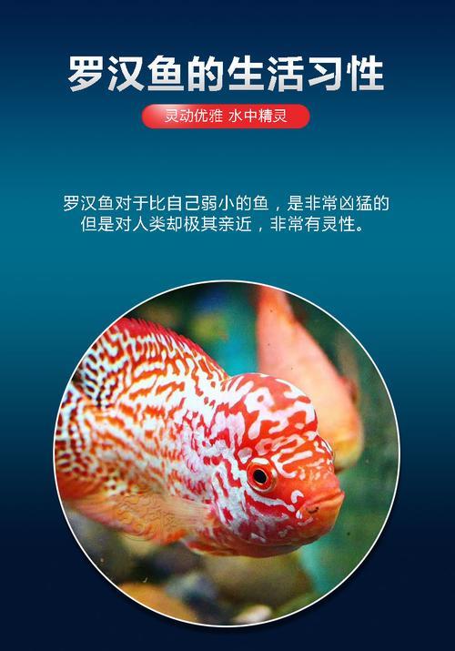 珍珠火凤罗汉鱼能养多大