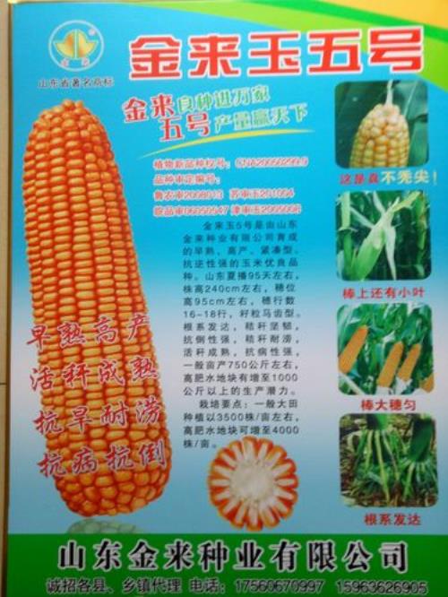 山东十大高产玉米品种