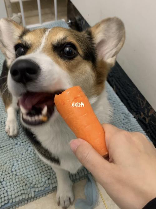 狗狗胡萝卜的正确吃法