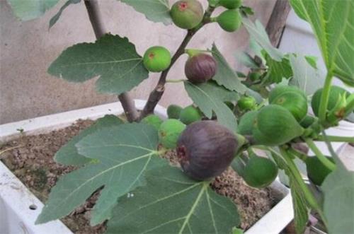 96米无花果怎么修剪