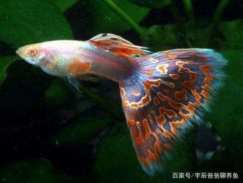 孔雀鱼几个月繁殖