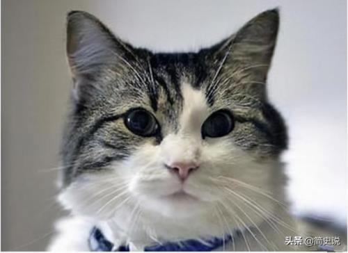 佛罗里达州的猫是什么意思
