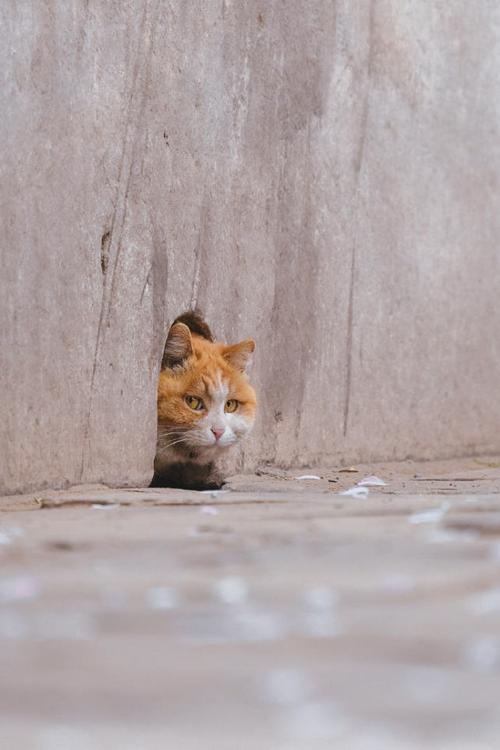 宫猫帕帕在故宫哪里