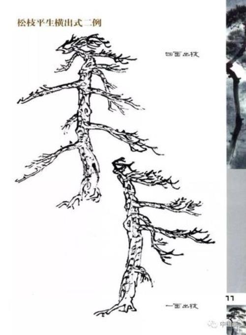 松树最简单好看的画法
