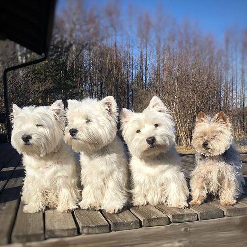 西高地犬的价位大概为多少
