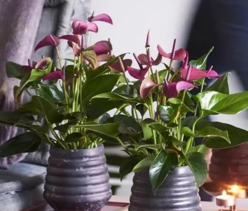 养花怡情的意思