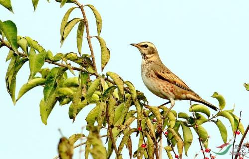 斑鸫叫声会吸引同类吗