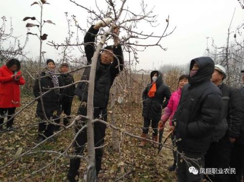 冬夫栽苹果树剪掉顶子吗