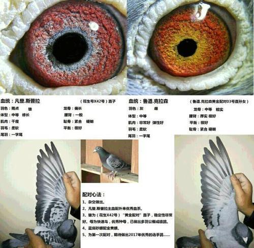 翻翻和赛鸽配对出什么品种