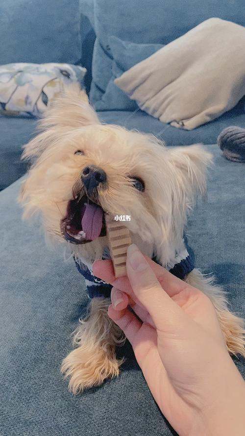 约克夏磨牙棒哪种最好