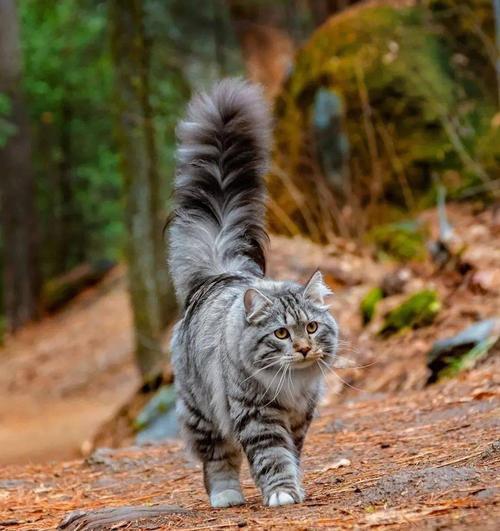 猫猫把尾巴竖起来是什么意思