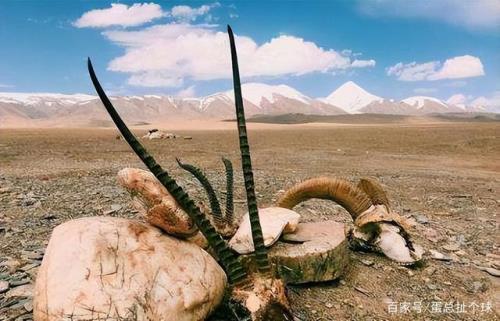 昆仑山为什么称为禁区