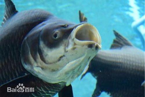 暹罗巨鲤一年能长多大